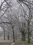 907589 Afbeelding van berijpte bomen op de groenstrook tussen de Goeman Borgesiuslaan (rechts) en de Talmalaan te Utrecht.